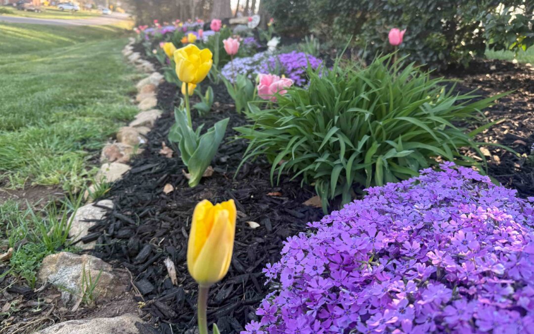 🌿 Garden Renovation: Revive and Transform Your Outdoor Space. Hickory